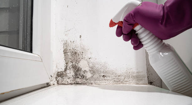 Best Water damage contractors near me  in Richmond, IL