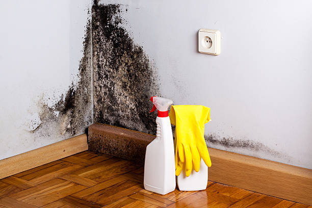 Best Water damage restoration near me  in Richmond, IL